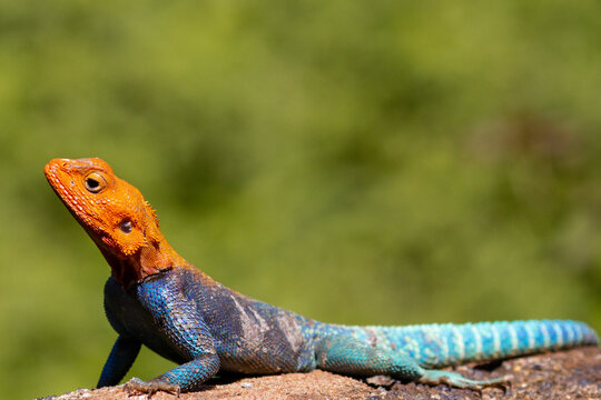 lizard on a rock Rainbow lizard is a common name for the common agama (Agama agama). This lizard goes by a few different common names, like the rainbow agama and the red-headed rock agama. 
