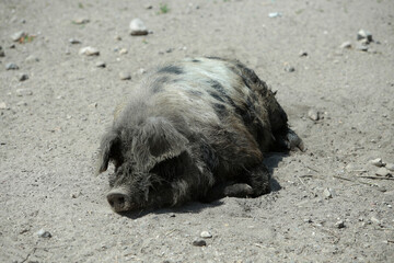 Haus Schwein in einem Tierpark