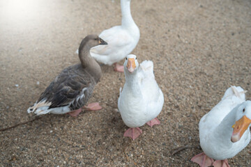 ducks on the beach