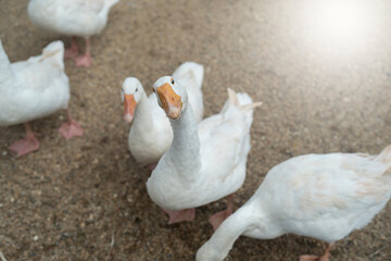 Group White goose in farm looking at camera.