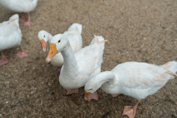 Funny white goose on the ground looking at camera.