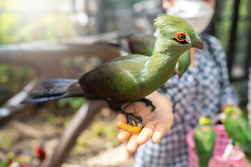 White-cheeked Turaco on woman's hand waiting for feeding food.