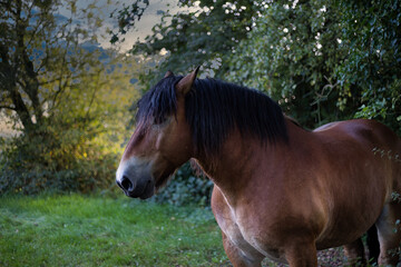 portrait d un cheval de trait marron dans son pâturage