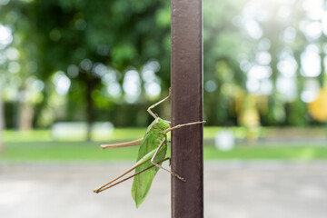 The Great green grasshopper on the fence.