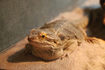 Close-Up Photography of Bearded Dragon