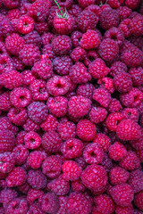 Lots of raspberries. Raspberry texture. Raspberry harvest. Vacation in summer.