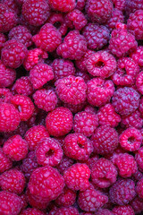 Lots of raspberries. Raspberry texture. Raspberry harvest. Vacation in summer.