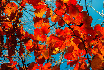 Autumn trees. Tourism and travel in autumn. Holidays in the mountains.