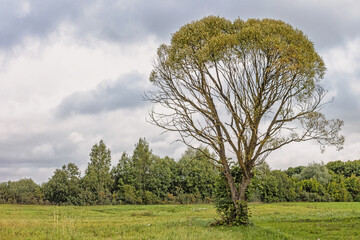 A lonely tree with a round crown against the background of the sky