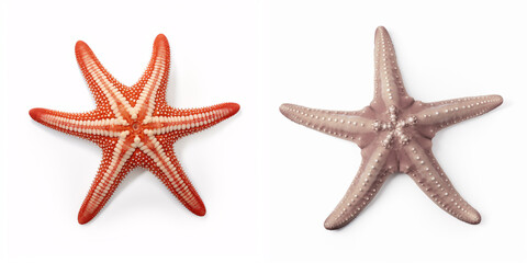 An isolated starfish on a clean white background, reminiscent of the sea