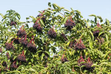 Black elderberry bush - Sambucus with fruits in autumn