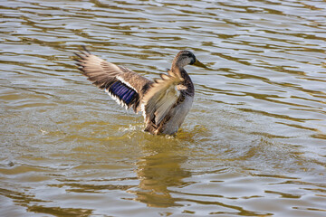 One duck with raised wings in the lake in summer