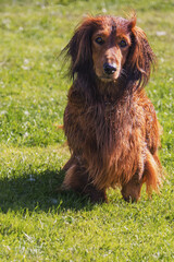 Summer Irish setter dog after a bath in the meadow