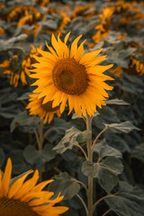 sunflower in the field