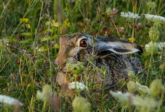 rabit