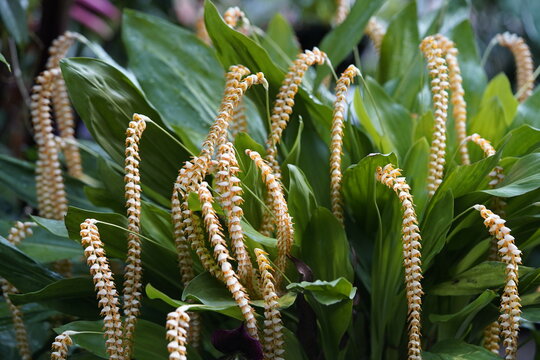 Dendrochilum longifolium is a species of orchid, commonly known as the long-leaved dendrochilum. Long-leaved dendrochilum.