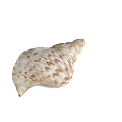 Sea Shell Isolated On Transparent Background