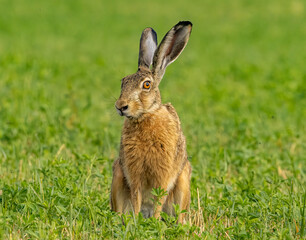 rabbit in the grass