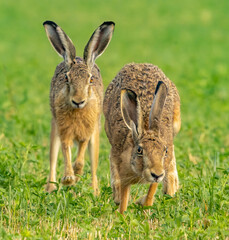 rabbit in the grass