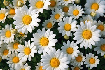 Fototapeta premium Field of daises