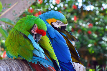 Great Green Macaw and Blue-and-Yellow Macaw parrots cleaning their feathers