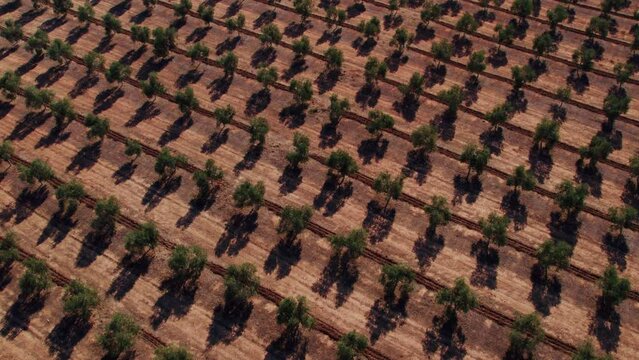 Rows of neatly growing olive trees in southern spain. Geometrical and cinematic aerial drone shot of industrial agriculture and responsible farming