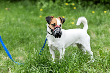 Dog breed Jack Russell Terrier walking on leash and wear muzzle with the owner in park. Protection,...
