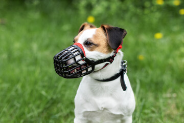 Dog breed Jack Russell Terrier walking on leash and wear muzzle with the owner in park. Protection,...