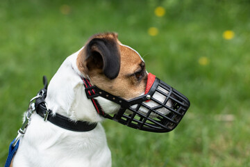 Dog breed Jack Russell Terrier walking on leash and wear muzzle with the owner in park. Protection, safety, restriction concept. Pet, domestic animal. Parson Russell Terrier on nature in the grass	