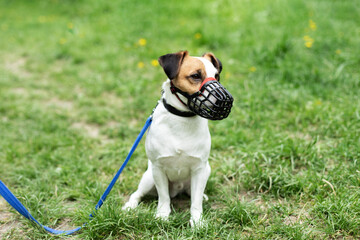Dog breed Jack Russell Terrier walking on leash and wear muzzle with the owner in park. Protection,...