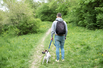 Jack Russell Terrier walking with owner on leash and wear muzzle in park. Protection, safety,...