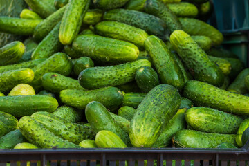 Healthy vegetables. Small pickled cucumbers - picklers on the counter for sale. Vegetable market.