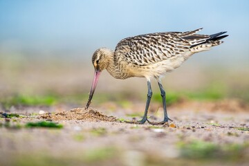 Bar-tailed Godwit, Limosa lapponica, bird feeding on the beach at low tide