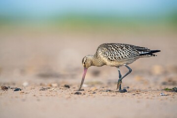Bar-tailed Godwit, Limosa lapponica, bird feeding on the beach at low tide