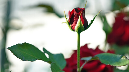 Red Rose Bud. New rose bud. Young graceful spray rose. A small bud of a blooming flower. magic...