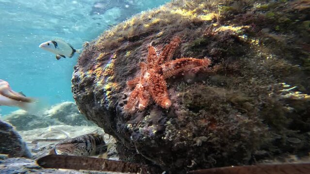Starfish on the seabed surrounded by fish