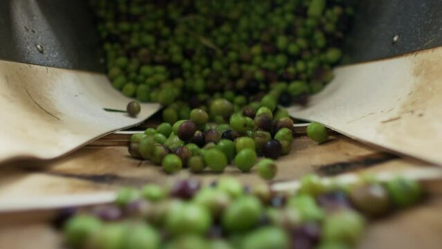 Ripe green olives fall on production line ready to be processed on belt. Extra virgin olive oil production in a factory