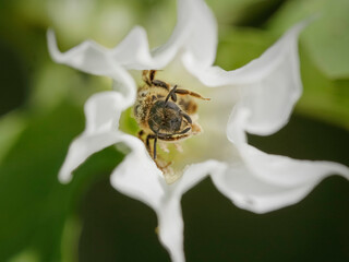 Bee inside of a white flower