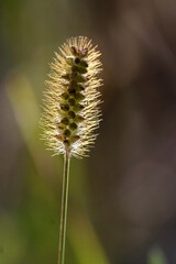 Soft backlit wild plant at sunset