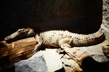 Alligator 