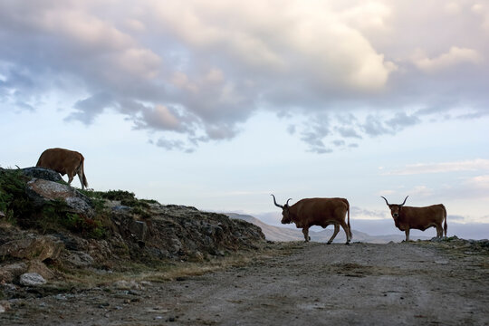 Northern portuguese mountain cattle
