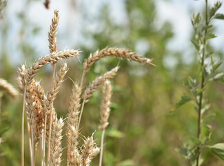 spikelets of golden wheat in the field. Ripe big golden ears of wheat on a yellow background of the field. nature. The idea of a rich summer harvest, agriculture, agro-industrial complex for food.