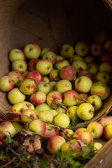 freshly picked apples in bushel at local fair agricultural nutritional food apple background backdrop some bruised locally grown and harvested on apple farm vertical room for type fruit education 