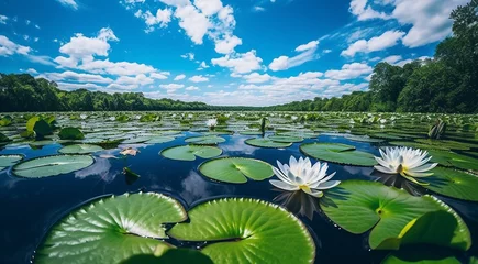 Gardinen lilies in the park, lilies background on the water, lilies in the lake, beautiful lilies © Gegham