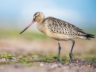 Black-tailed Godwit, Limosa limosa, birds feeding on the beach at low tide
