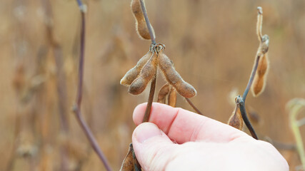 Glycine max. soy in hand. elite soybeans in the farmer's hand, holding his fingers. full pods of soybeans. autumn season. harvesting, autumn harvest, close-up, macro photo