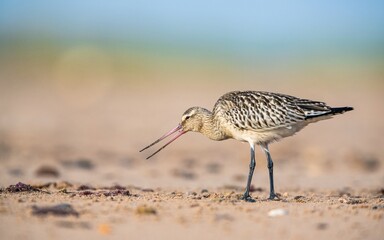 Bar-tailed Godwit, Limosa lapponica, bird feeding on the beach at low tide