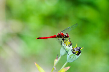 Red Dragonfly on the Bud