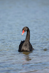 Black swan, Cygnus atratus,