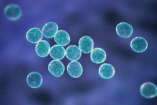 Staphylococcus bacteria, 3D illustration.